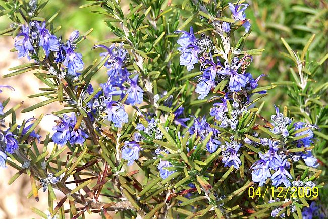 Rosemary 3