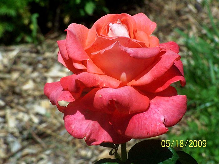 Roses orange 3