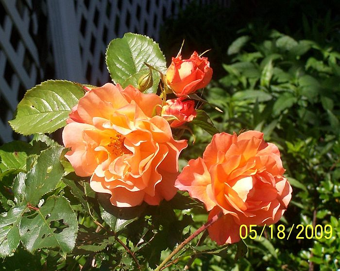 Roses peach 3