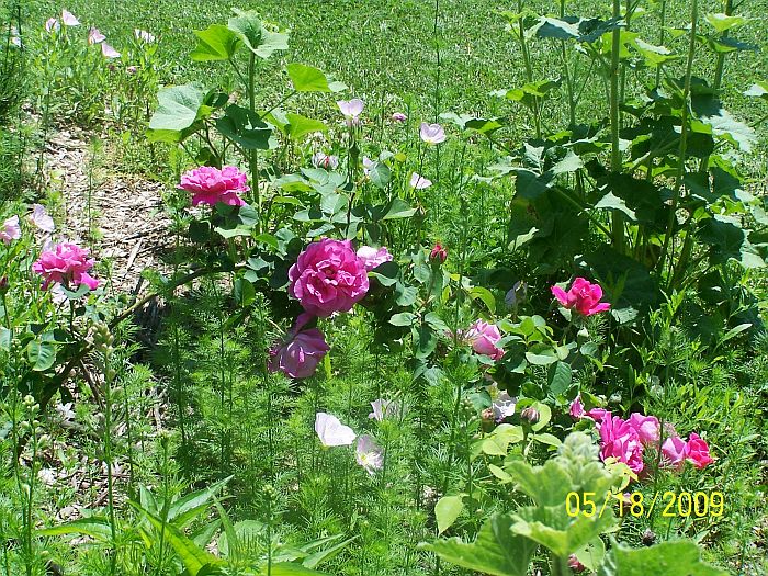 Roses pink 1