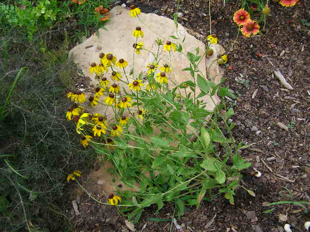 rudbeckia hirta  "indian sun"