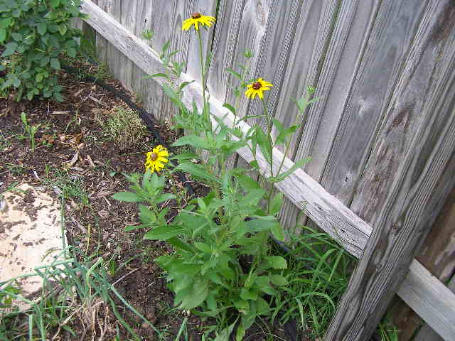 rudbeckia hirta