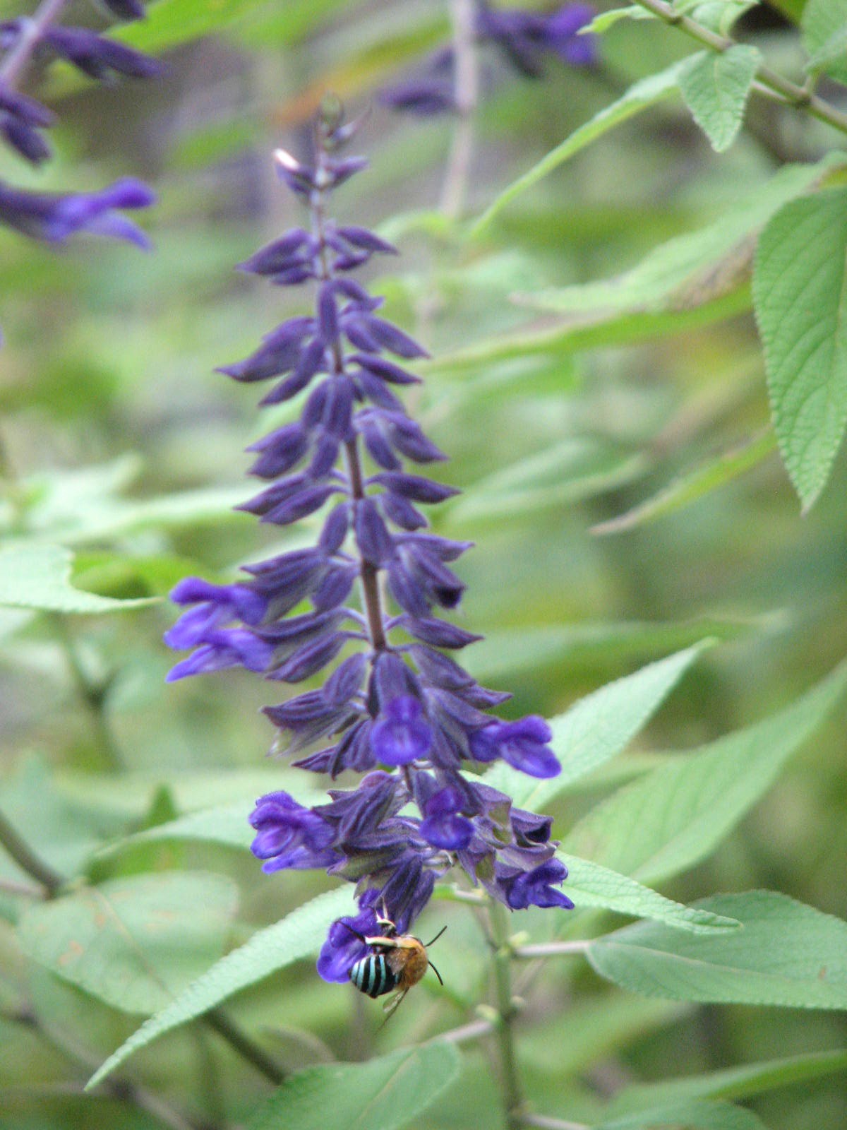 Salvia Flower