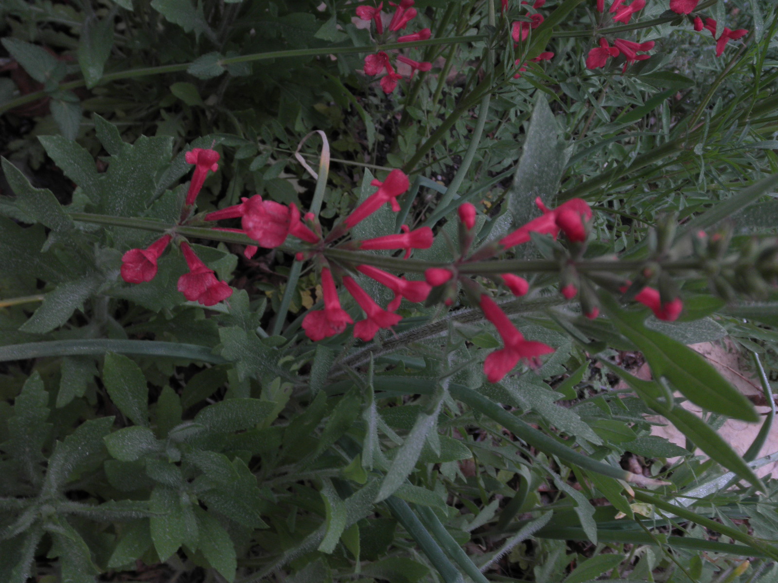 salvia