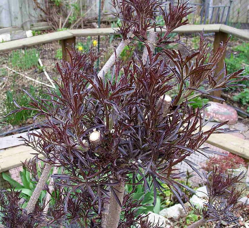 Sambucus 'Black Lace'