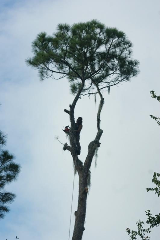 sammy's high (532x800)