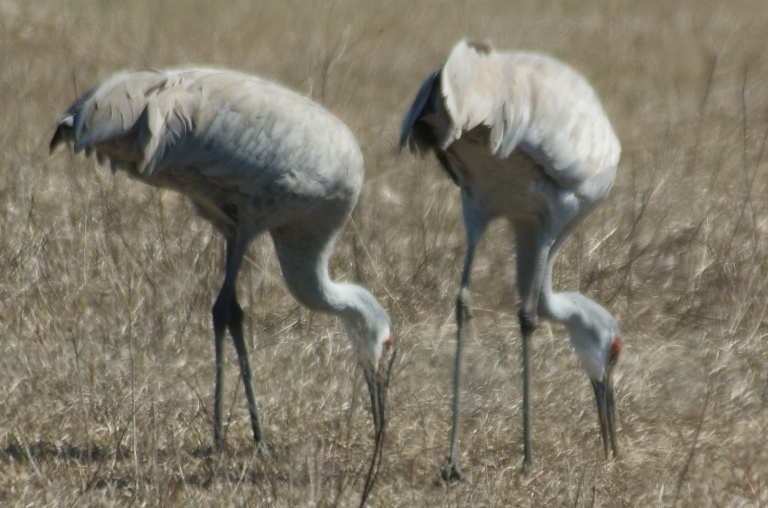 sandhill1