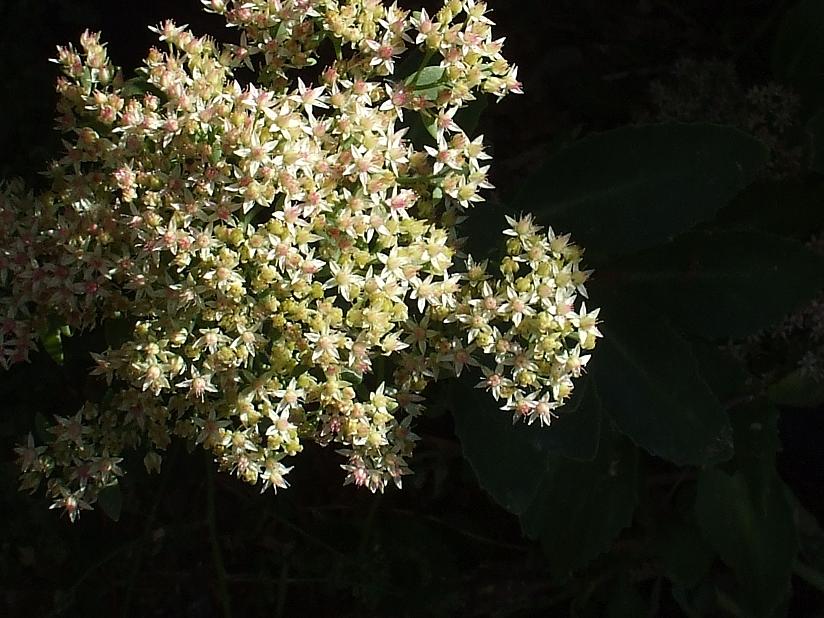 sedum