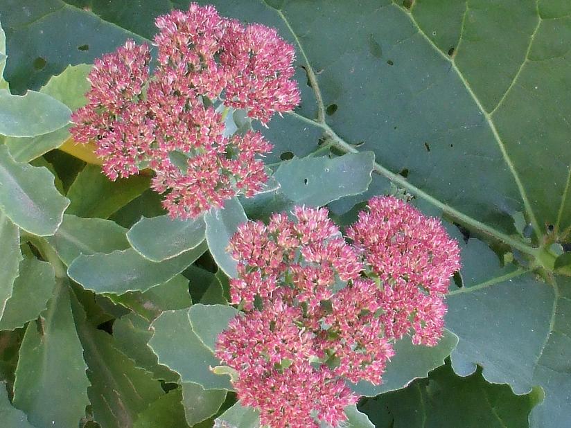 sedum1