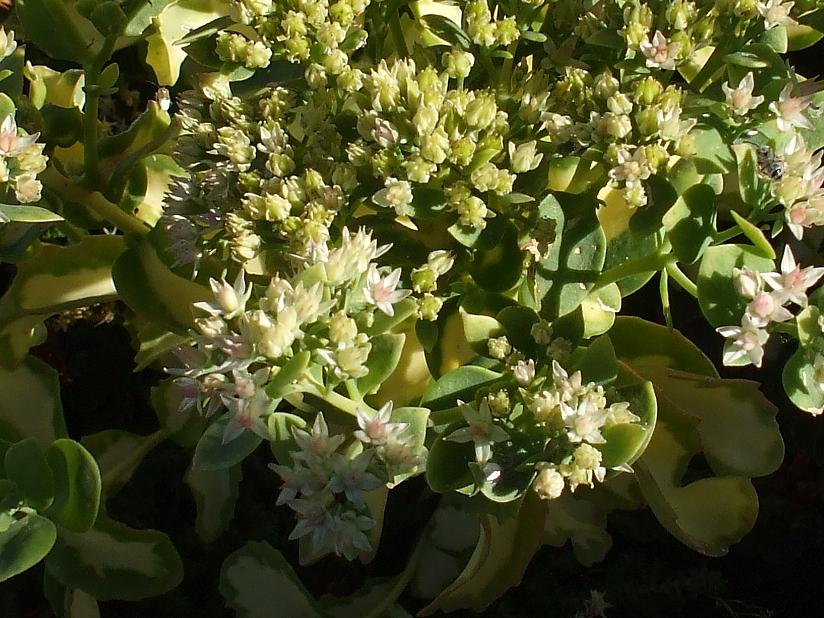 sedum2