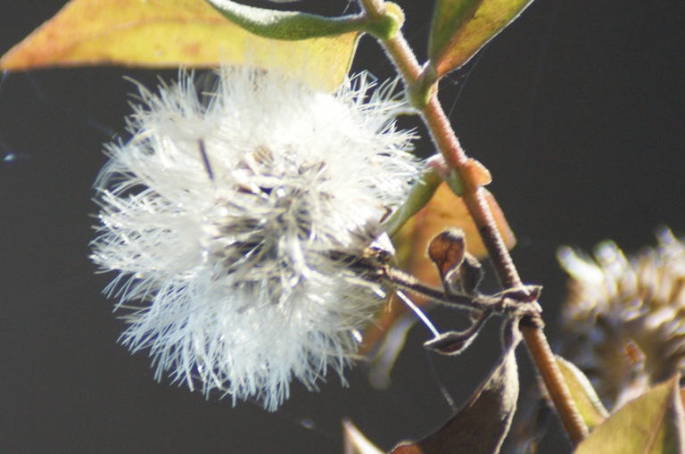seed_head