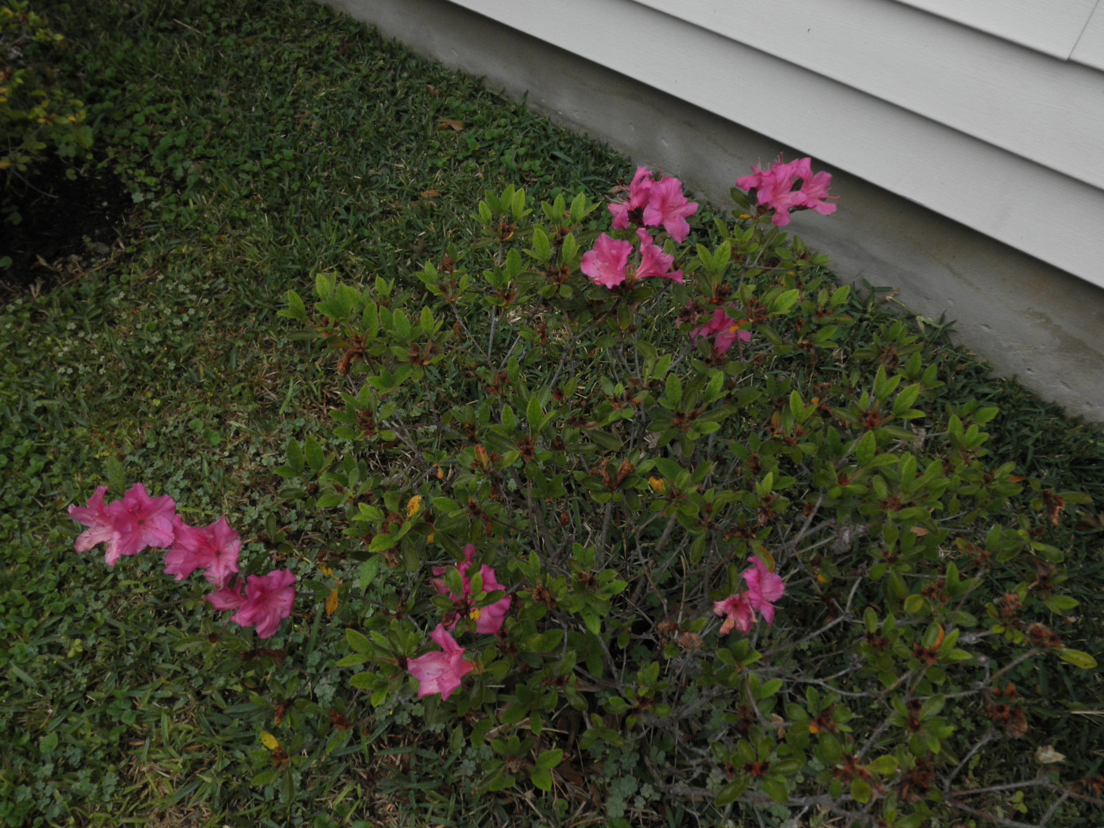 shrubs
