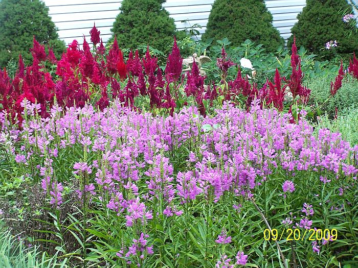 Side Garden 2