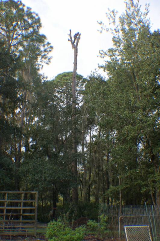 size ref (532x800)