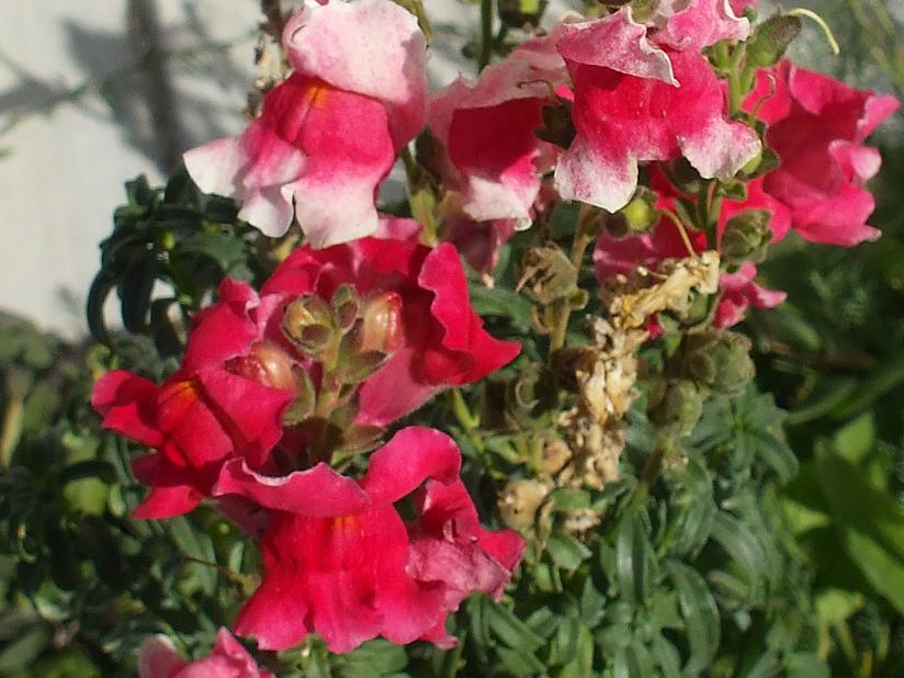snapdragons