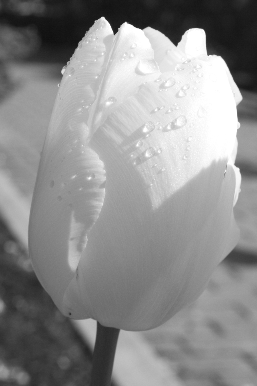 Soft Tulips
