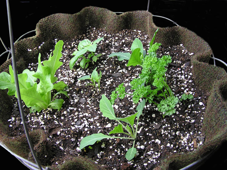 Some veggies growing in my hanging baskets