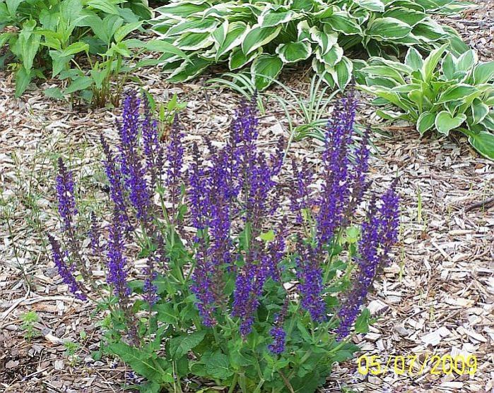 Speedwell 1