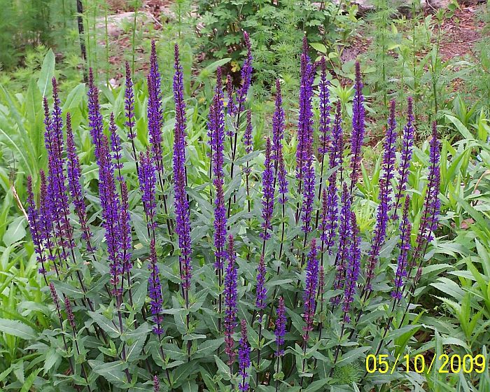 Speedwell 3