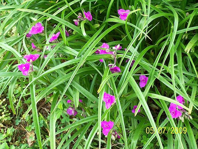 Spiderwort 3