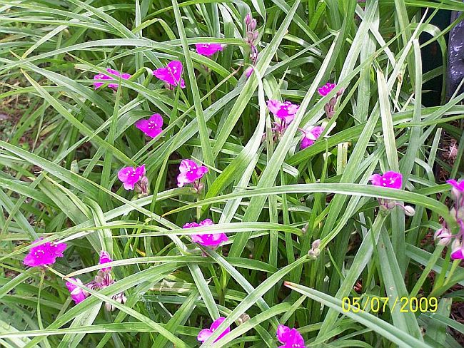Spiderwort 6