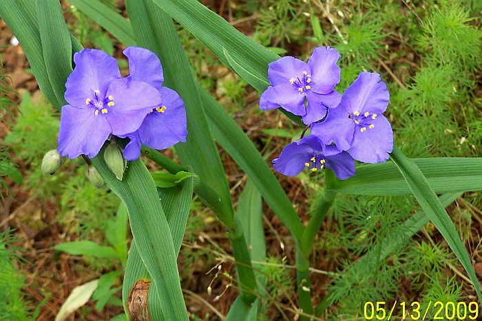 Spiderwort 7