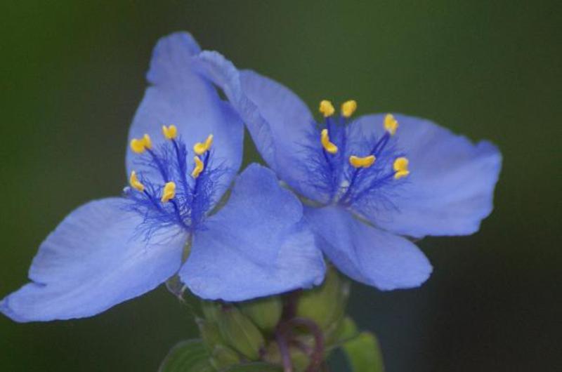 Spiderwort
