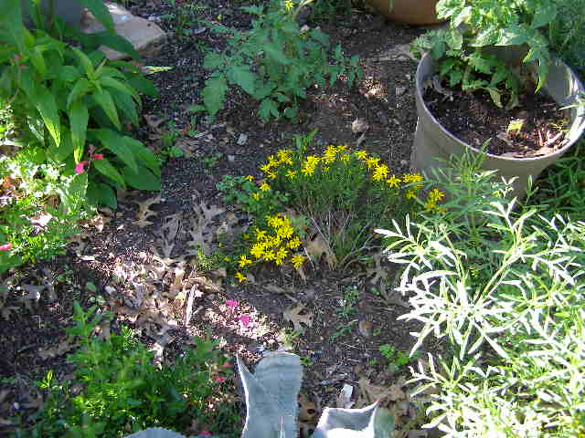 spring flowers
