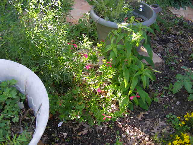 spring flowers
