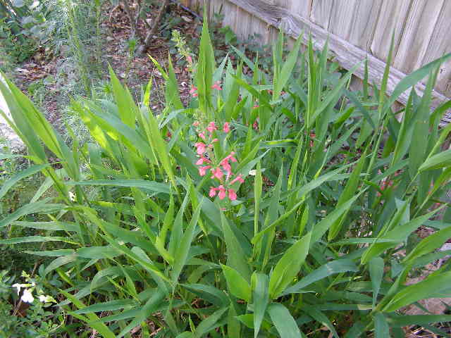 spring flowers