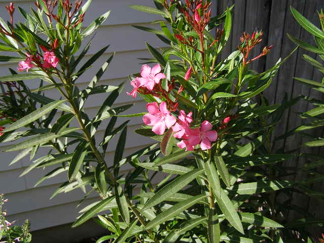 spring flowers