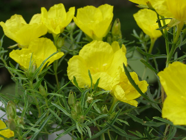 square stem primrose
