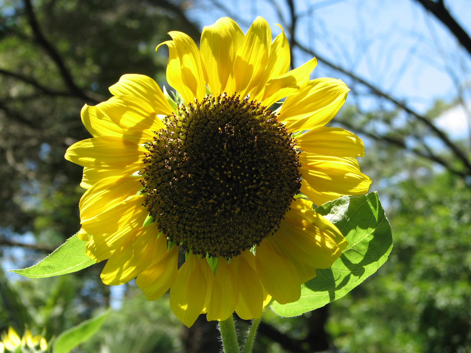 Sunflower
