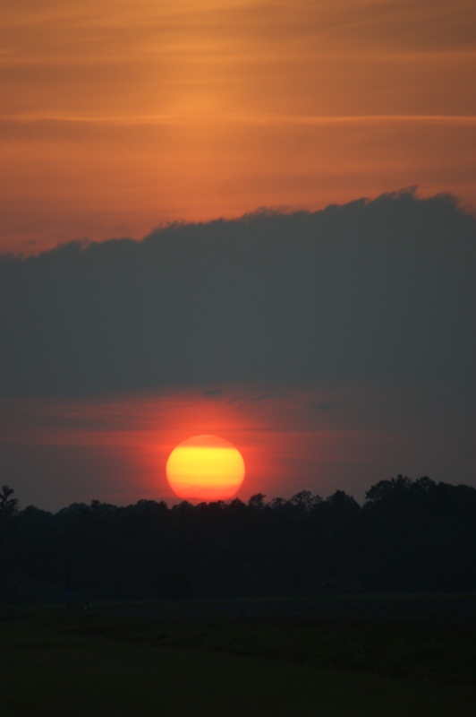Sunset over cabbage