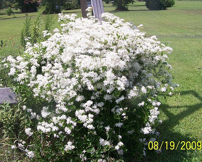 Sweet Autumn Clematis 3
