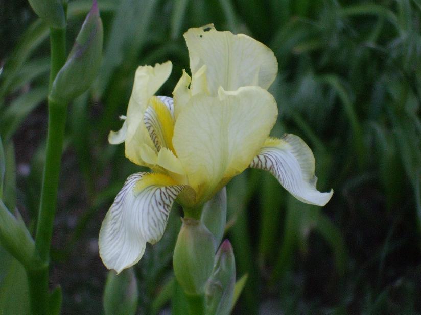 sweet yellow