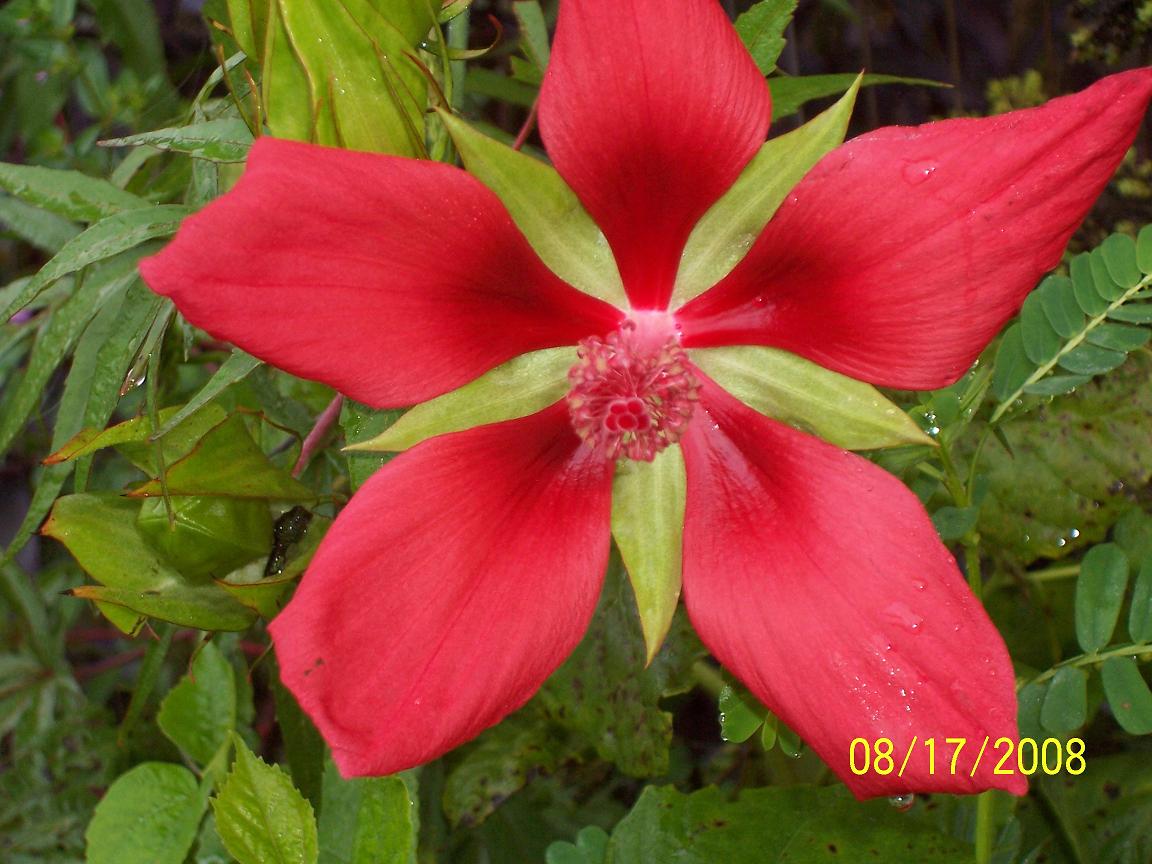 Texas Star Hibiscus