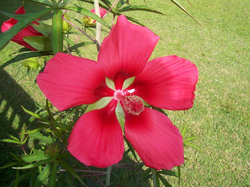 Texas Star Hibiscus