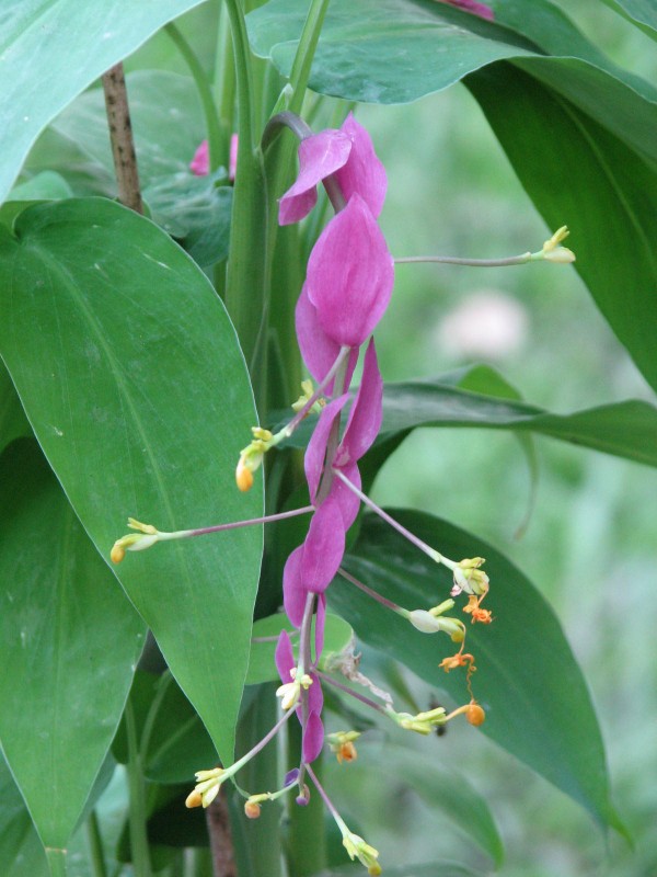 Thai Ginger