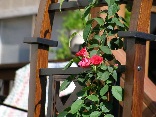 the little blooms this morning on the blase