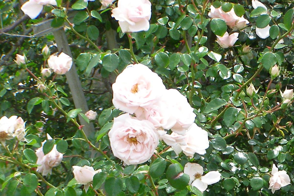 The Rose