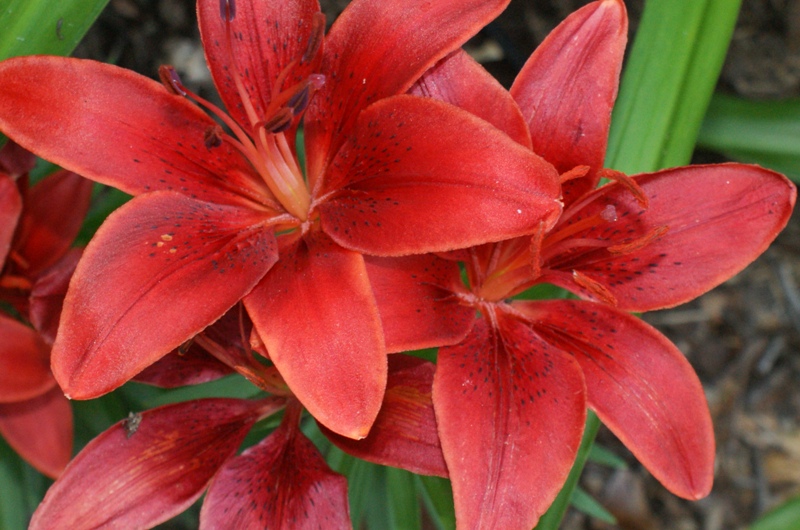 Tiger_Lily