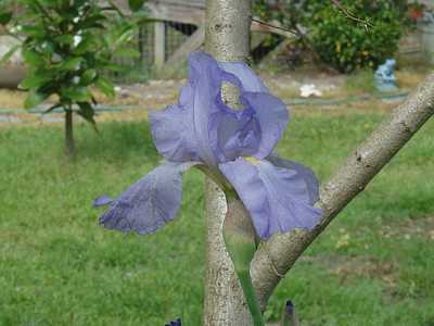 tn_April 17, 2009 003
