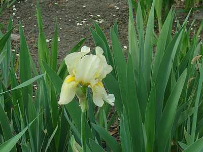tn_April 17, 2009 008