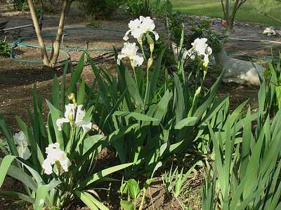 tn_April 17, 2009 016