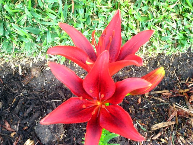 tn_Blackout Asiatic Lilies