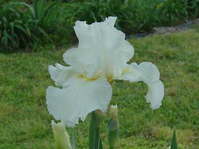 tn_flowers 1 037