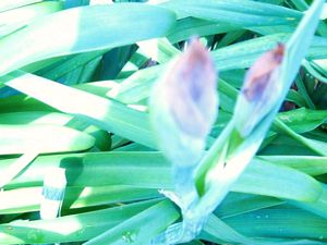 tn_Iris ready to bloom