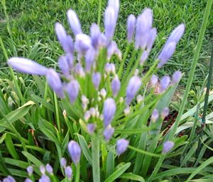 tn_Lily of the Nile