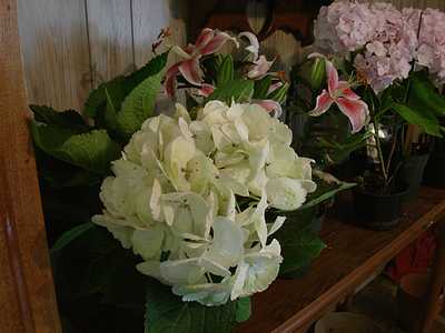 tn_more flowers 019